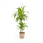 Dracaena deremensis 'Lisa' Pot u00d819 cm, 70u201390 cm