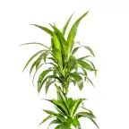 Dracaena deremensis 'Lisa' Pot u00d819 cm, 70u201390 cm