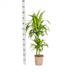 Dracaena deremensis 'Lisa' Pot u00d819 cm, 70u201390 cm