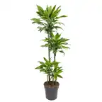 Dracaena fragrans 'Golden Coast' 140 cm, pot u00d827