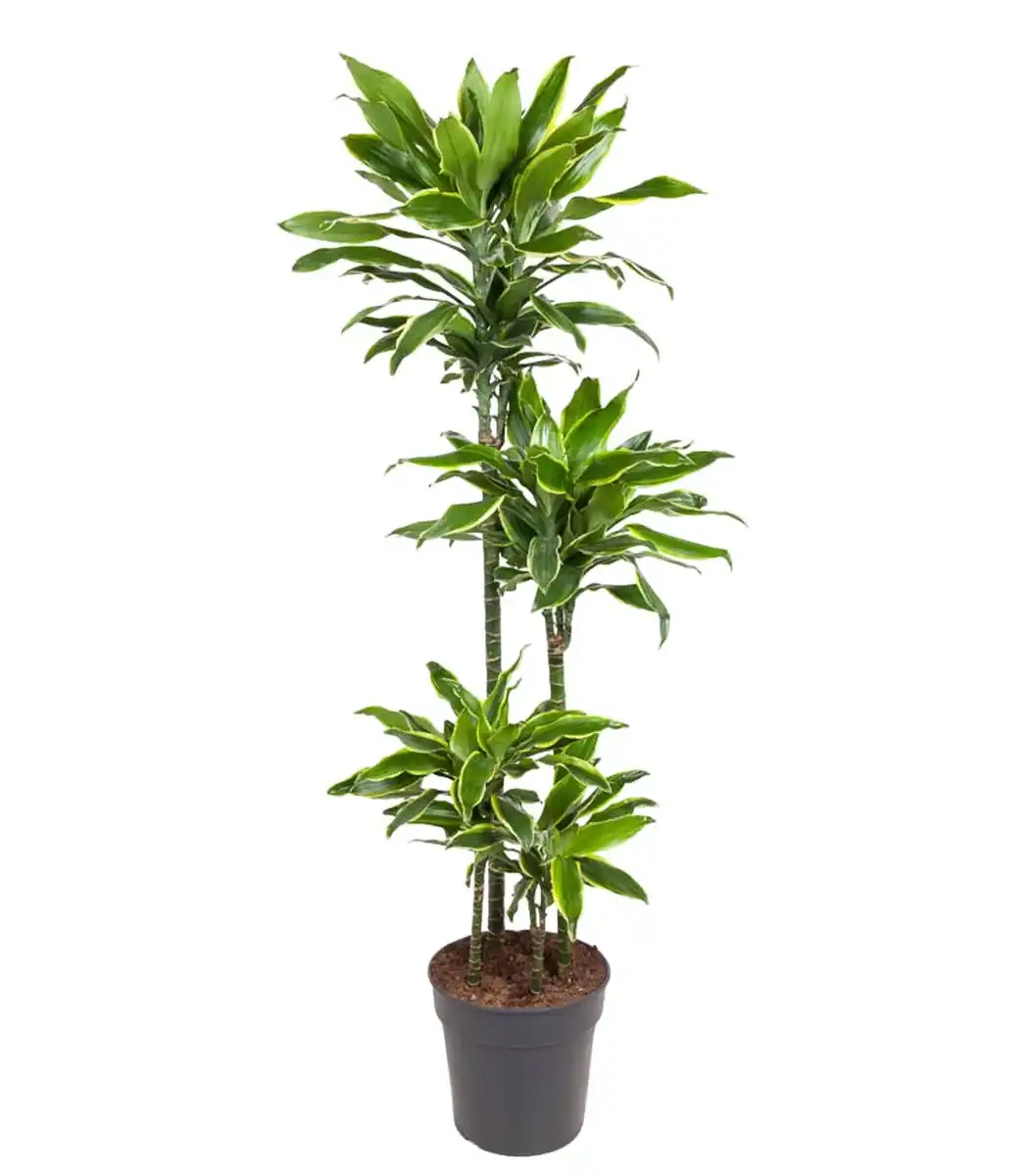 Dracaena fragrans 'Golden Coast' 140 cm, pot u00d827