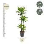 Dracaena fragrans 'Golden Coast' 140 cm, pot u00d827