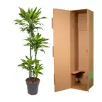 Dracaena fragrans 'Golden Coast' 140 cm, pot u00d827