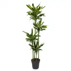 Dracaena fragrans 'Golden Coast' 170 cm u2013 Pot u00d827