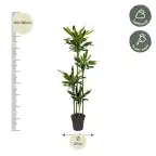 Dracaena fragrans 'Golden Coast' 170 cm u2013 Pot u00d827