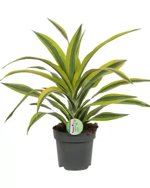 Dracaena fragrans 'Lemon Lime' u2013 indoor plant u00d817 cm, 40 cm