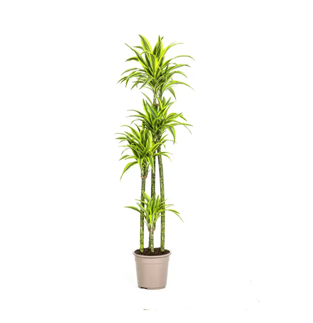 Dracaena fragrans 'Lemon Lime' u00d827 cm u2013 170-190 cm houseplant