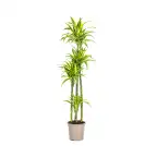 Dracaena fragrans 'Lemon Lime' u00d827 cm u2013 170-190 cm houseplant