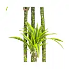 Dracaena fragrans 'Lemon Lime' u00d827 cm u2013 170-190 cm houseplant