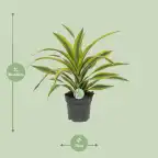 Dracaena fragrans 'Lemon Lime' u2013 indoor plant u00d817 cm, 40 cm