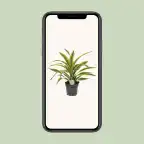 Dracaena fragrans 'Lemon Lime' u2013 indoor plant u00d817 cm, 40 cm