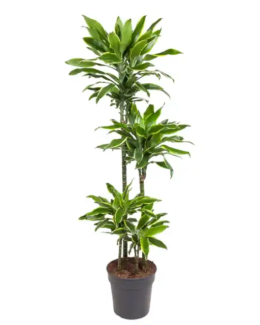 Dracaena fragrans 'Golden Coast' 140 cm, pot u00d827