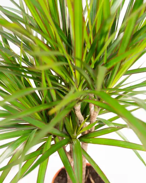 Dracaena marginata Dragon Tree u00d821cm u2195110cm with nursery pot