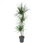 Dracaena Marginata (Dracaena marginata) 160 cm, pot 24 cm