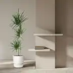 Dracaena Marginata (Dracaena marginata) 160 cm, pot 24 cm