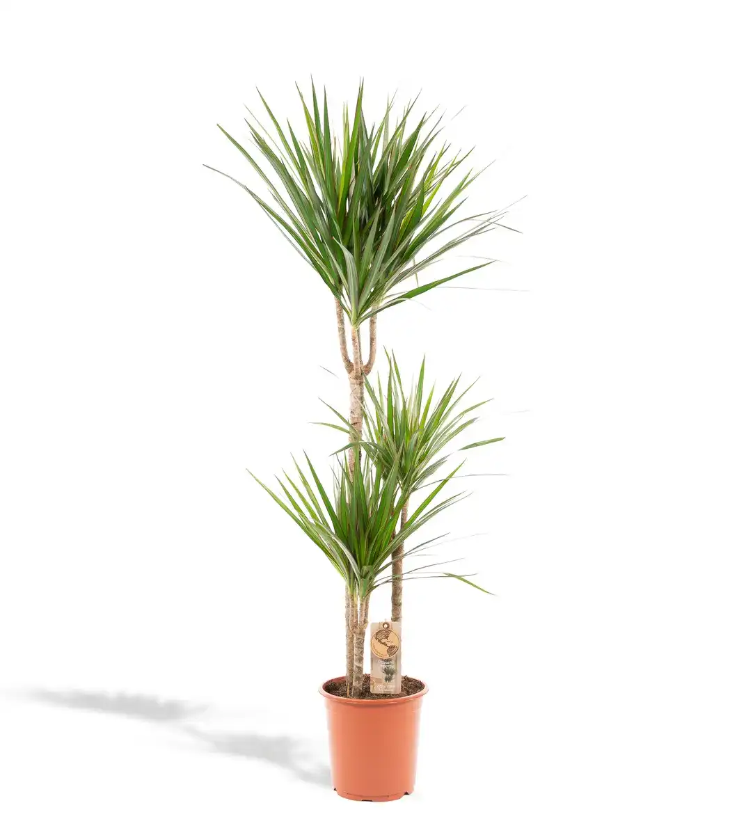 Dracaena marginata Dragon Tree u00d821cm u2195110cm with nursery pot