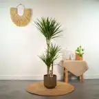 Dracaena marginata Dragon Tree u00d821cm u2195110cm with nursery pot