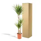 Dracaena marginata Dragon Tree u00d821cm u2195110cm with nursery pot