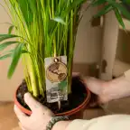 Dracaena marginata Dragon Tree u00d821cm u2195110cm with nursery pot