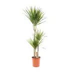 Dracaena marginata Dragon Tree u00d821cm u2195110cm with nursery pot