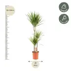 Dracaena marginata Dragon Tree u00d821cm u2195110cm with nursery pot