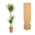 Dracaena marginata Dragon Tree u00d821cm u2195110cm with nursery pot