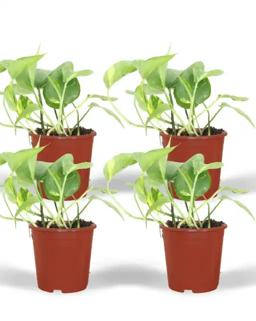 4x Epipremnum aureum (Scindapsus) pot u00d812 cm, 20 cm