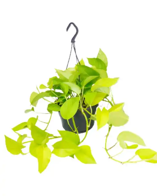 Epipremnum Golden Pothos (Scindapsus) u2013 Pot u00d815 cm, 25 cm