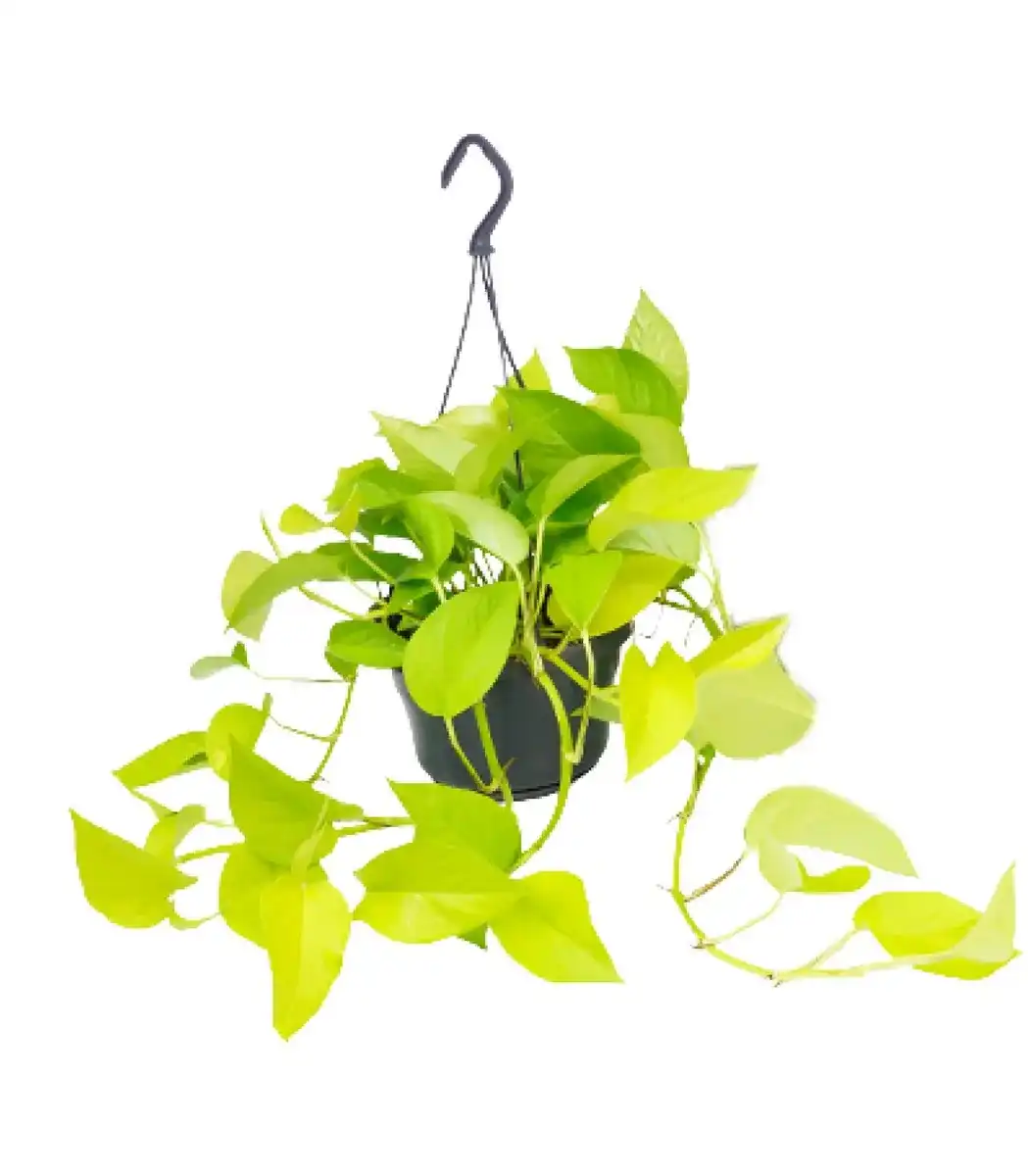 Epipremnum Golden Pothos (Scindapsus) u2013 Pot u00d815 cm, 25 cm