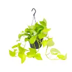 Epipremnum Golden Pothos (Scindapsus) u2013 Pot u00d815 cm, 25 cm