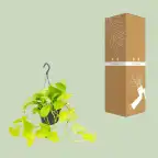 Epipremnum Golden Pothos (Scindapsus) u2013 Pot u00d815 cm, 25 cm