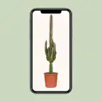Euphorbia trigona Rubra u2013 Pot u00d817 cm, 70 cm, Red