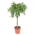 Ficus Alii 'Amstel King' 130 cm | Indoor Plant, Pot u00d830 cm