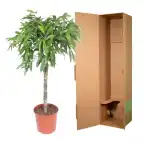 Ficus Alii 'Amstel King' 130 cm | Indoor Plant, Pot u00d830 cm