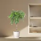 Ficus Alii 'Amstel King' 130 cm | Indoor Plant, Pot u00d830 cm