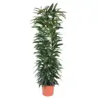 Ficus Alii King 150 cm, pot 29 cm, columnar form