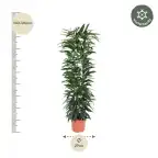 Ficus Alii King 150 cm, pot 29 cm, columnar form