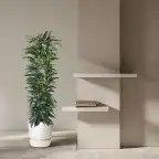 Ficus Alii King 150 cm, pot 29 cm, columnar form