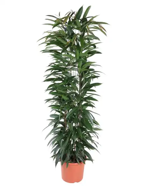 Ficus Alii King 150 cm, pot 29 cm, columnar form