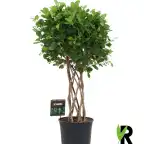 Ficus microcarpa Moclame braided column, 120 cm