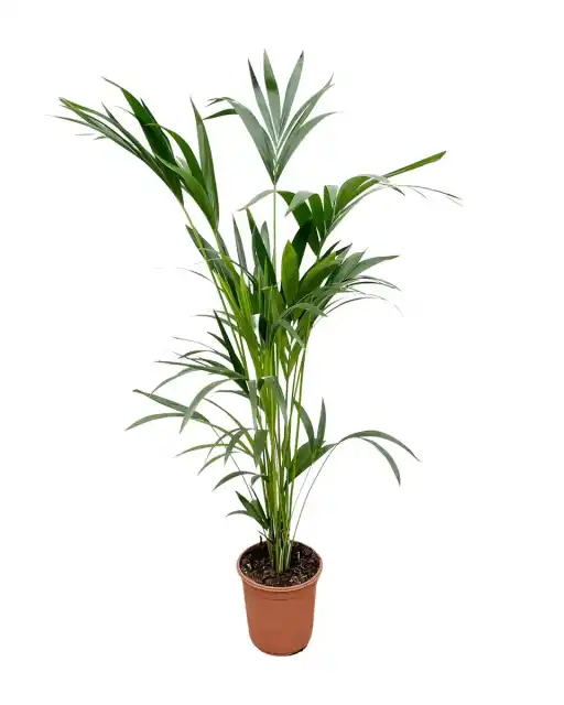 Kentia Palm (Howea forsteriana) 160 cm, pot u00d824 cm