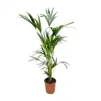 Kentia Palm (Howea forsteriana) 160 cm, pot u00d824 cm