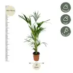 Kentia Palm (Howea forsteriana) 160 cm, pot u00d824 cm