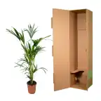 Kentia Palm (Howea forsteriana) 160 cm, pot u00d824 cm
