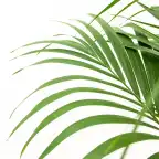 Kentia Palm (Howea forsteriana) 160 cm, pot u00d824 cm