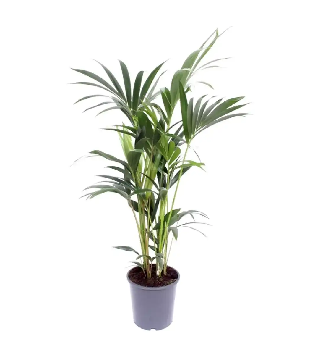 Kentia Palm (Howea forsteriana) Pot u00d821 cm, 120 cm Indoor Plant