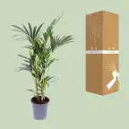 Kentia Palm (Howea forsteriana) Pot u00d821 cm, 120 cm Indoor Plant