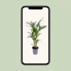 Kentia Palm (Howea forsteriana) Pot u00d821 cm, 120 cm Indoor Plant