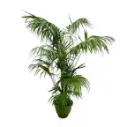 Kentia Palm XXL 260 cm u2013 Howea forsteriana, pot u00d832-40 cm