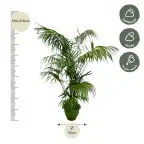 Kentia Palm XXL 260 cm u2013 Howea forsteriana, pot u00d832-40 cm
